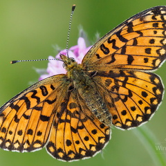 Grosser Perlmuttfalter