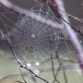 Spinnennetz_2.jpg