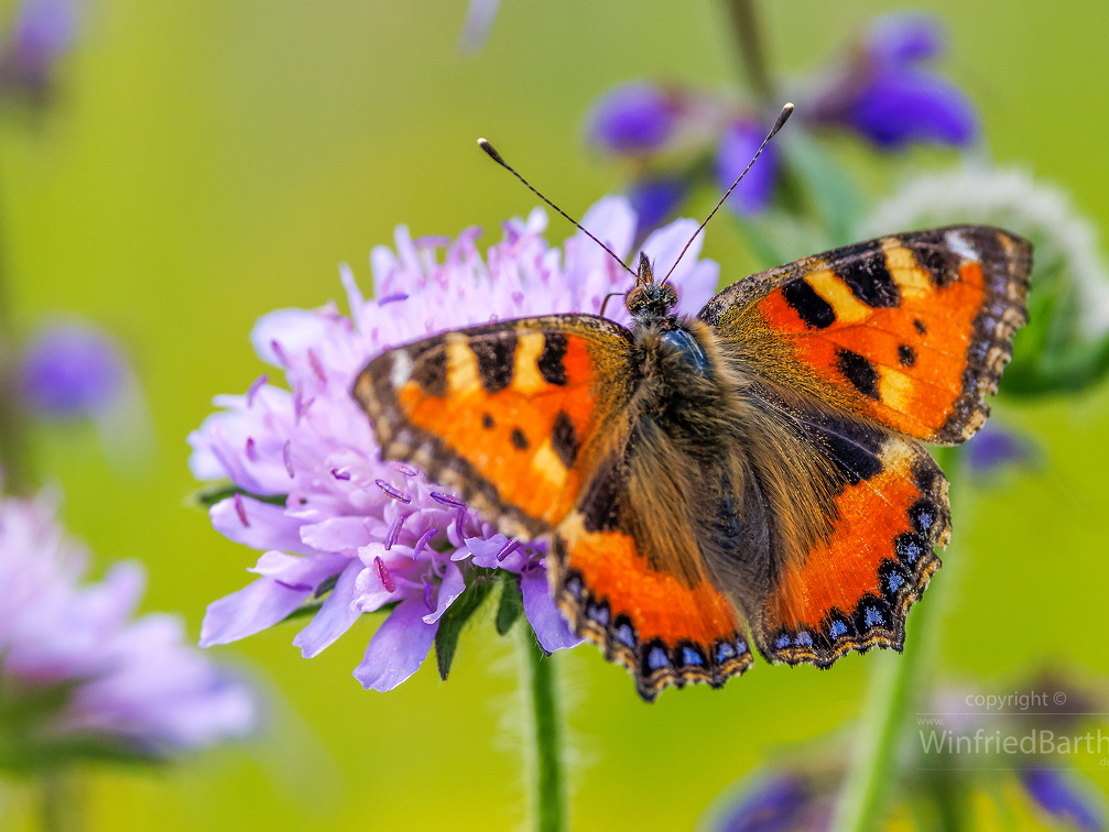 Tagpfauenauge -Aglais io