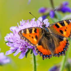 Tagpfauenauge -Aglais io