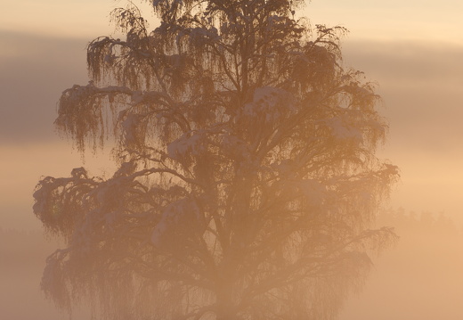 stark aufkommender Morgennebel bei Sonnenaufgang