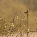 Blaukehlchen