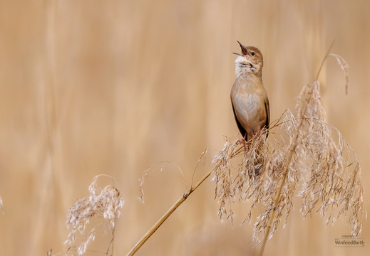 Teichrohrsänger (Acrocephalus scirpaceus)