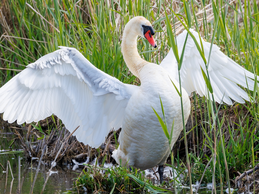 Höckerschwan