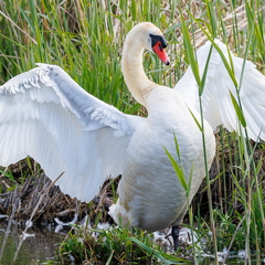 Höckerschwan