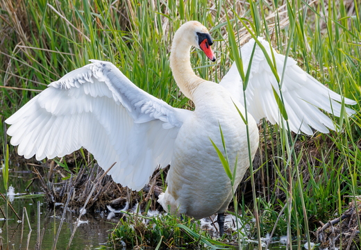 Höckerschwan