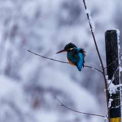 Eisvogel