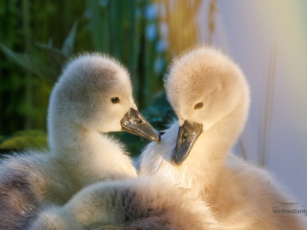 Jungschwaene 2