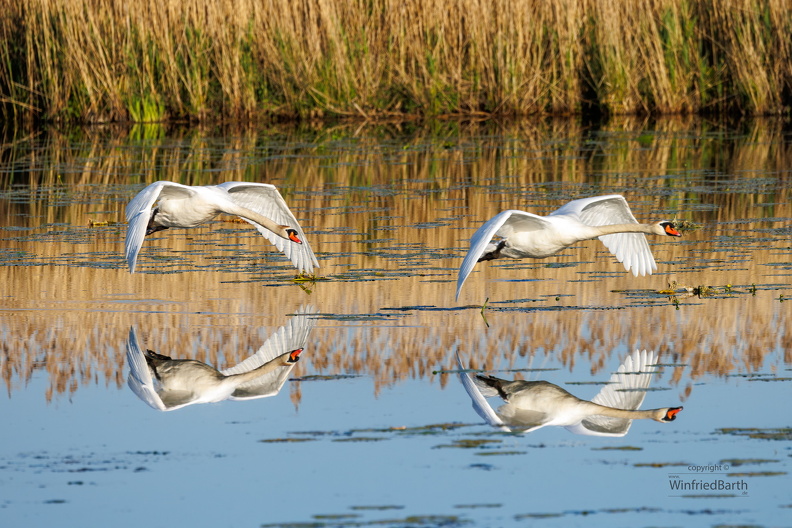 Schwaene_im_flug.jpg