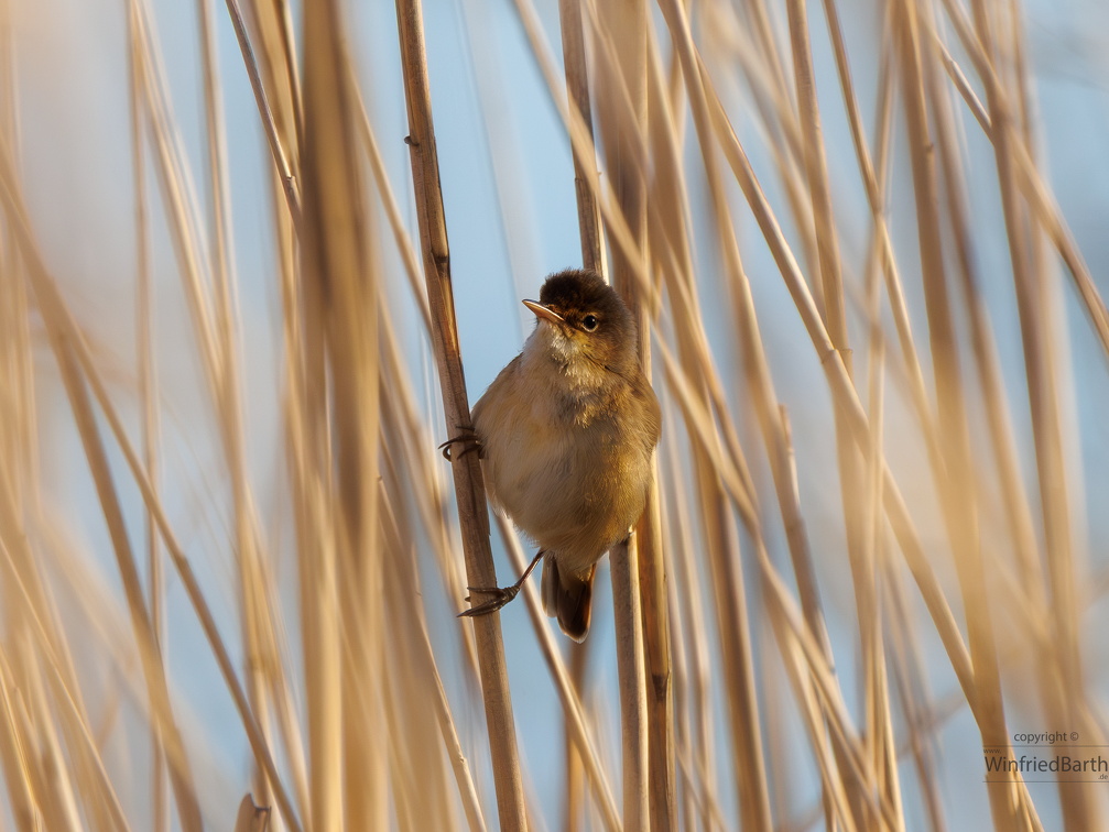 Schilfrohrsänger