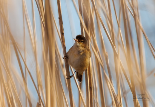Schilfrohrsänger