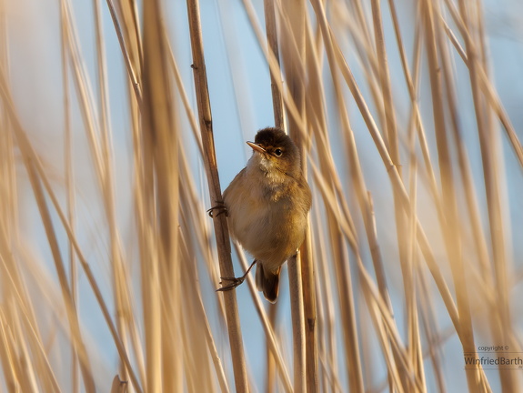 Schilfrohrsänger