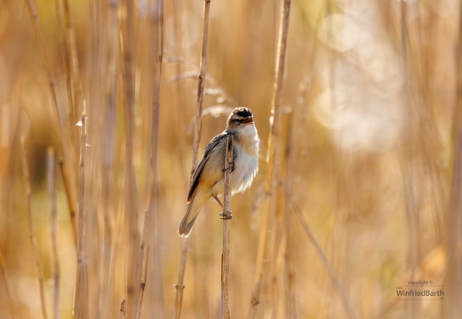 Schilfrohrsänger