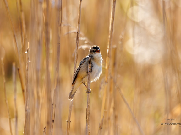 Schilfrohrsänger