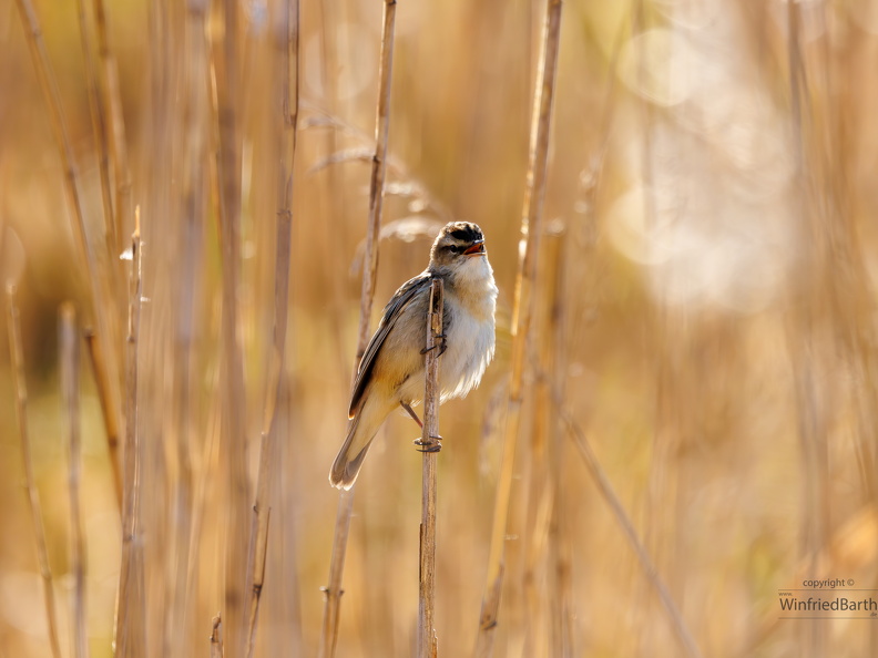 Schilfrohrsänger