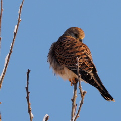 ein Turmfalke geniesst die ersten Morgensonnenstrahlen