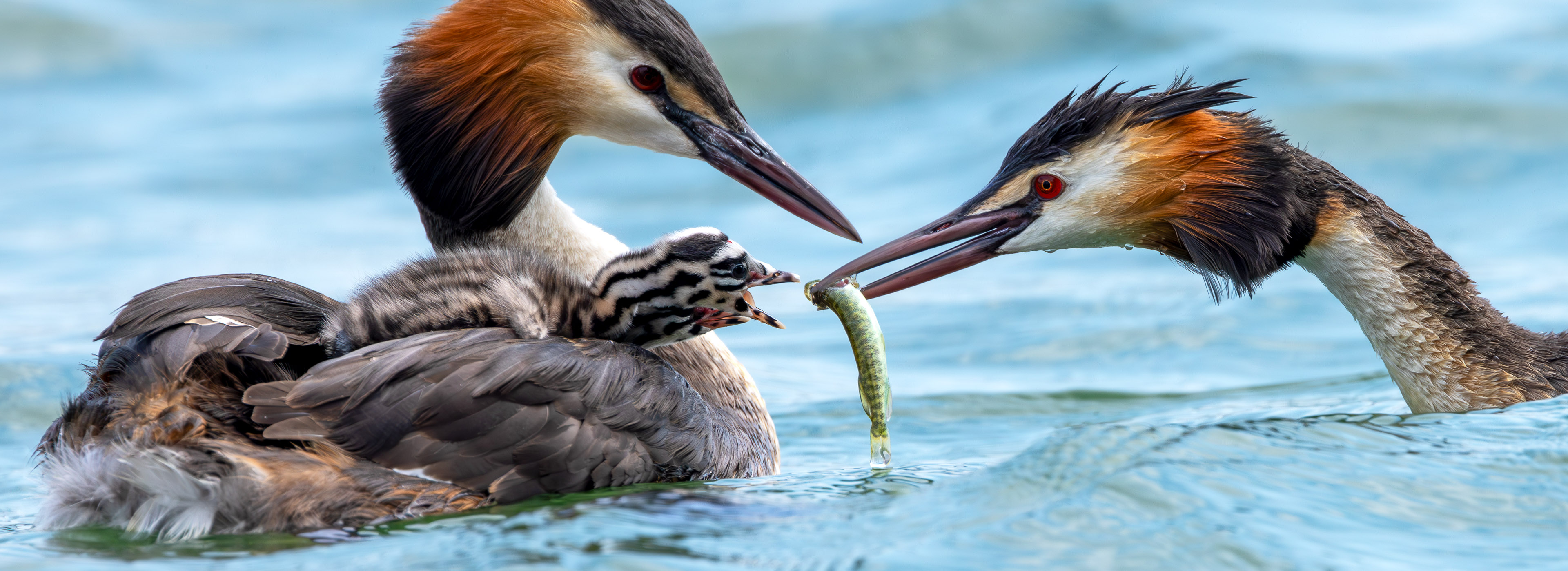 Haubentaucher Küken bei der Hecht Fütterung