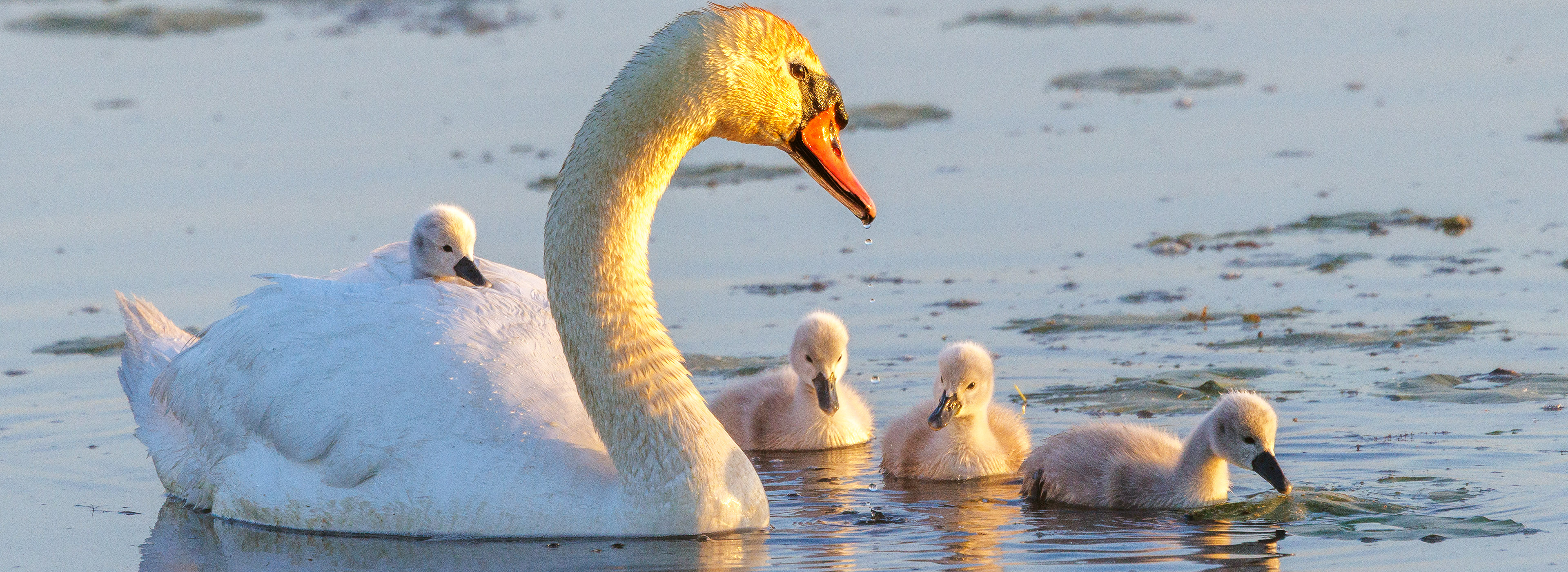 Haubentaucher Küken bei der Hecht Fütterung